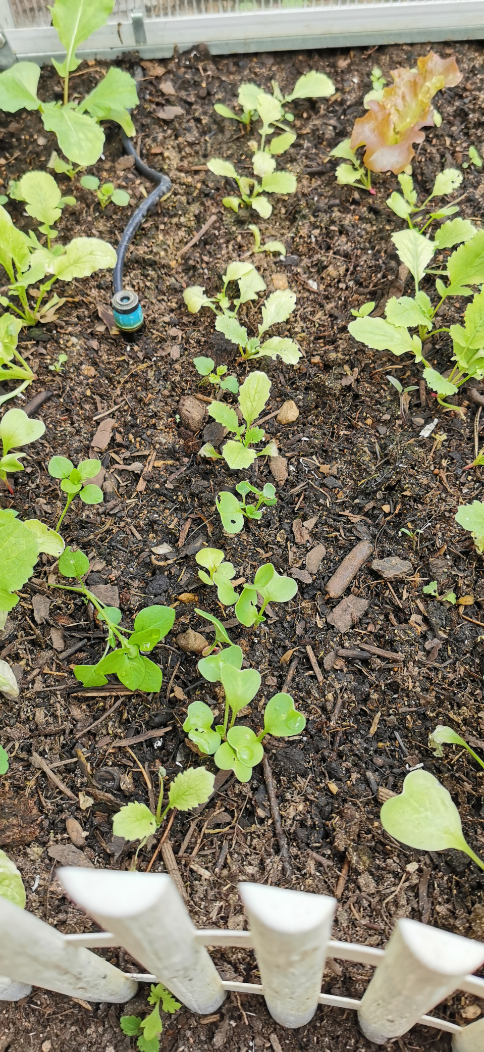 Zucchini fest