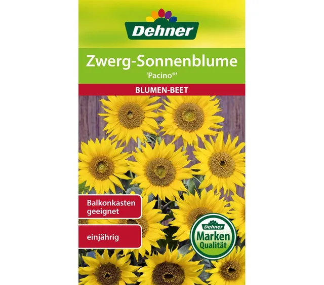 dehner-zwerg-sonnenblume-pacino-blumensaatgut-5x2g-gelb image 1