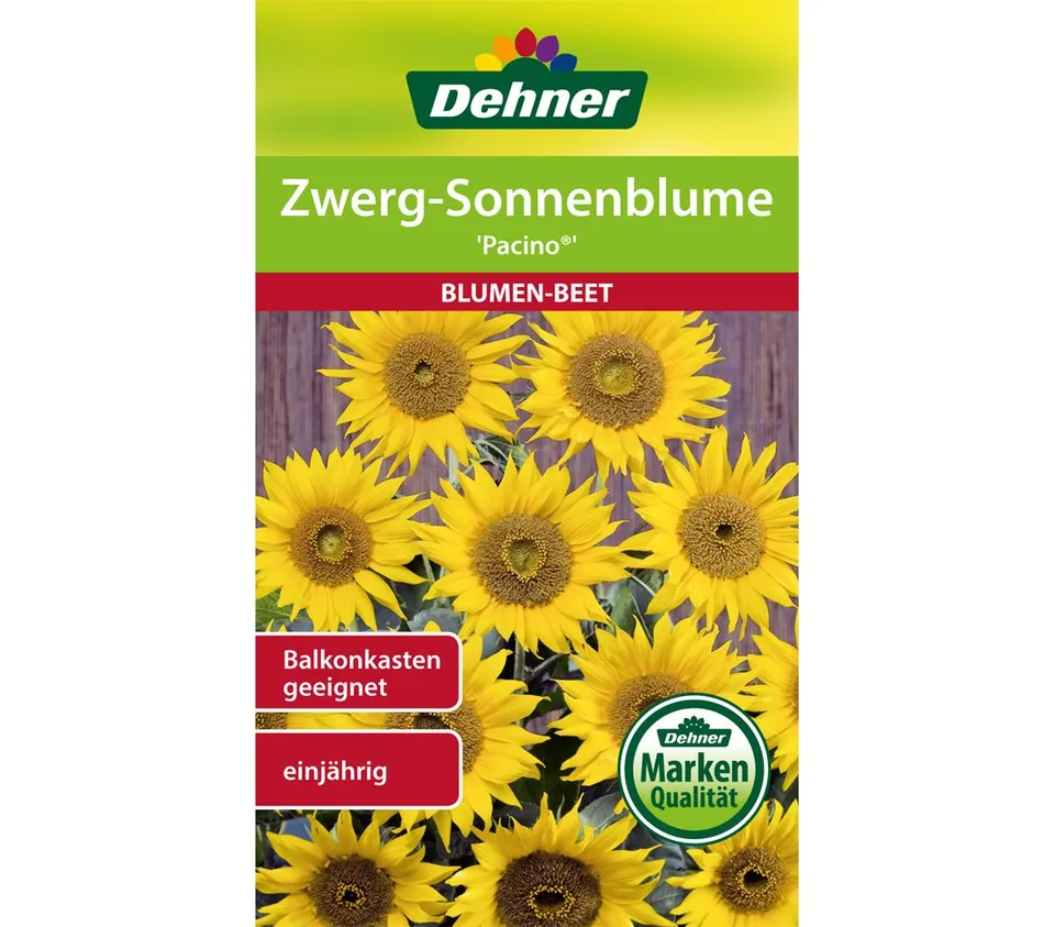 dehner-zwerg-sonnenblume-pacino-blumensaatgut-5x2g-gelb image 1