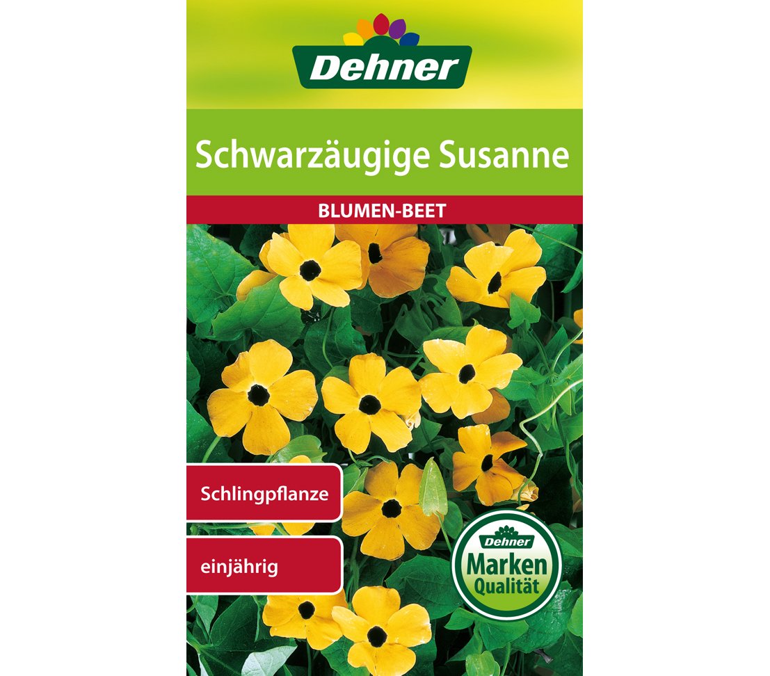 dehner-blumen-saatgut-schwarz-ugige-susanne-5er-pack-rankpflanze image 1
