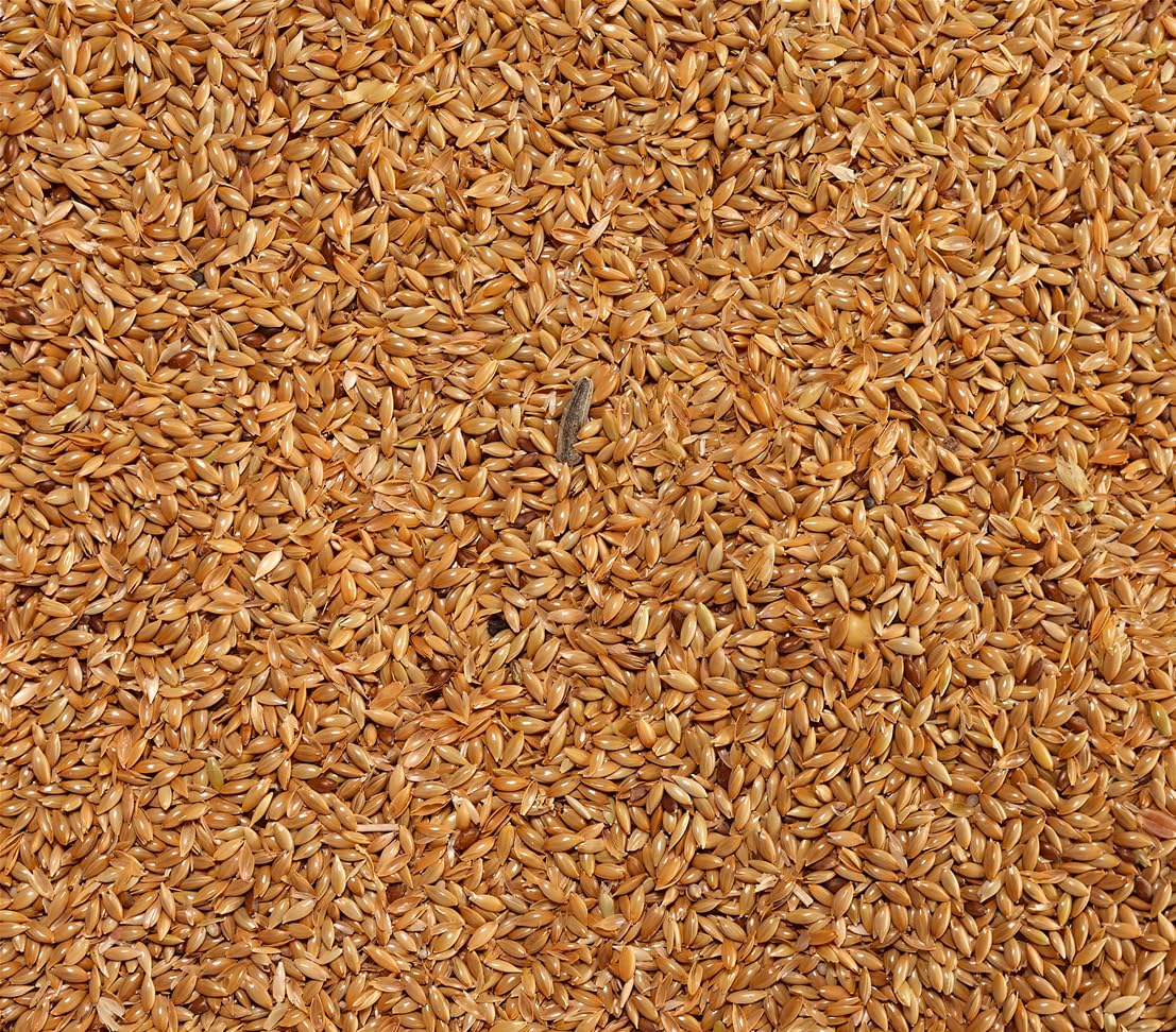 dehner-lieblinge-vogelfutter-kanariensaat-10x1-kg-proteinreich image 2