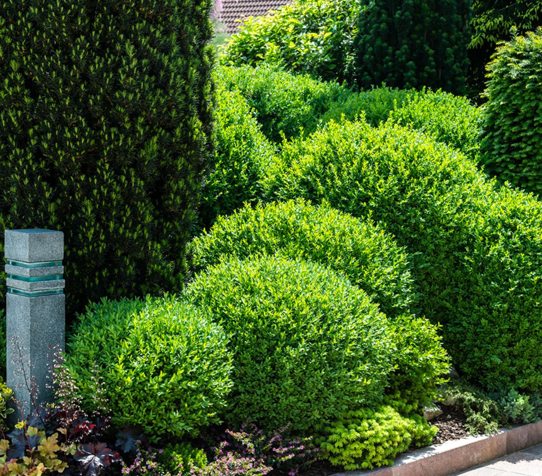 dehner-buchsbaum-kugel-30-cm-5-l-topf-gartenpflanze image 3