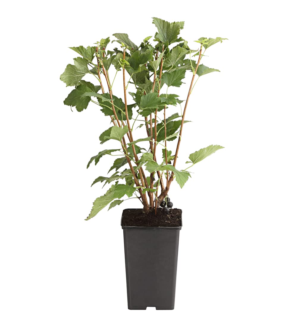 dehner-johannisbeere-schwarze-perle-beerenstrauch-70-80-cm image 2