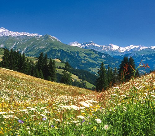 dehner-bio-bergwiesenheu-nagerfutter-3er-pack-3x1-25-kg image 8