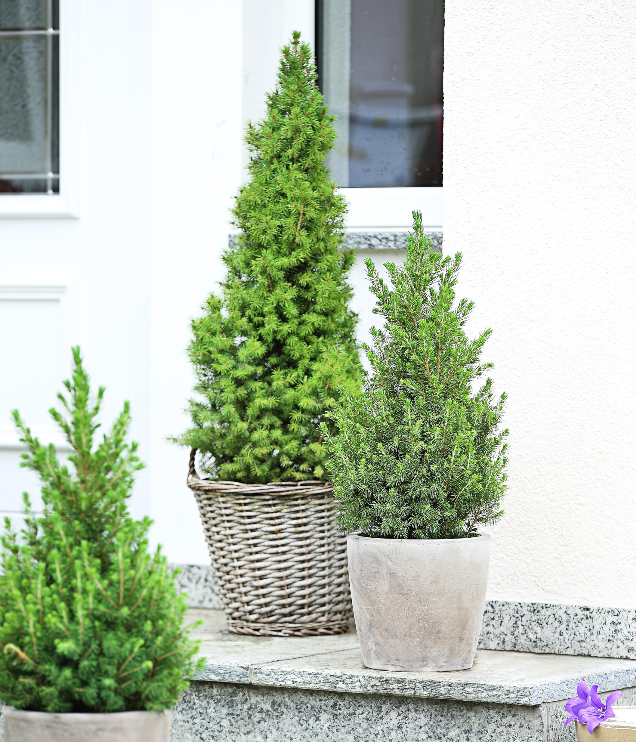 dehner-conica-zuckerhut-fichte-pflanze-50-60-cm-topf-20-cm image 7