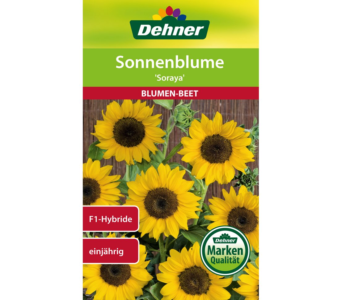 dehner-sonnenblume-soraya-blumensamen-5x6g-gelb image 1