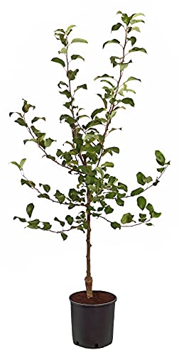 dehner-baya-marisa-apfelbaum-150-200-cm-rotfleischig-sonnig image 6