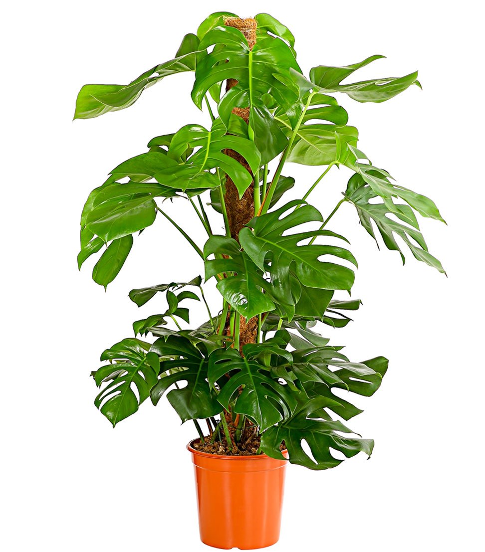 dehner-fensterblatt-monstera-zimmerpflanze-70-80cm-19cm-topf image 5