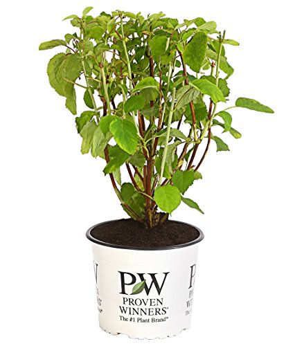 dehner-strong-annabelle-hortensie-creme-wei-3-l-topf image 6