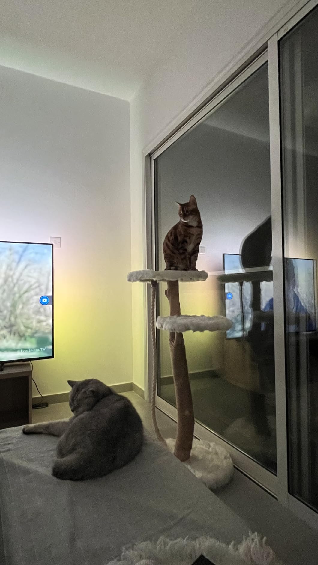 Zwei Katzen dran