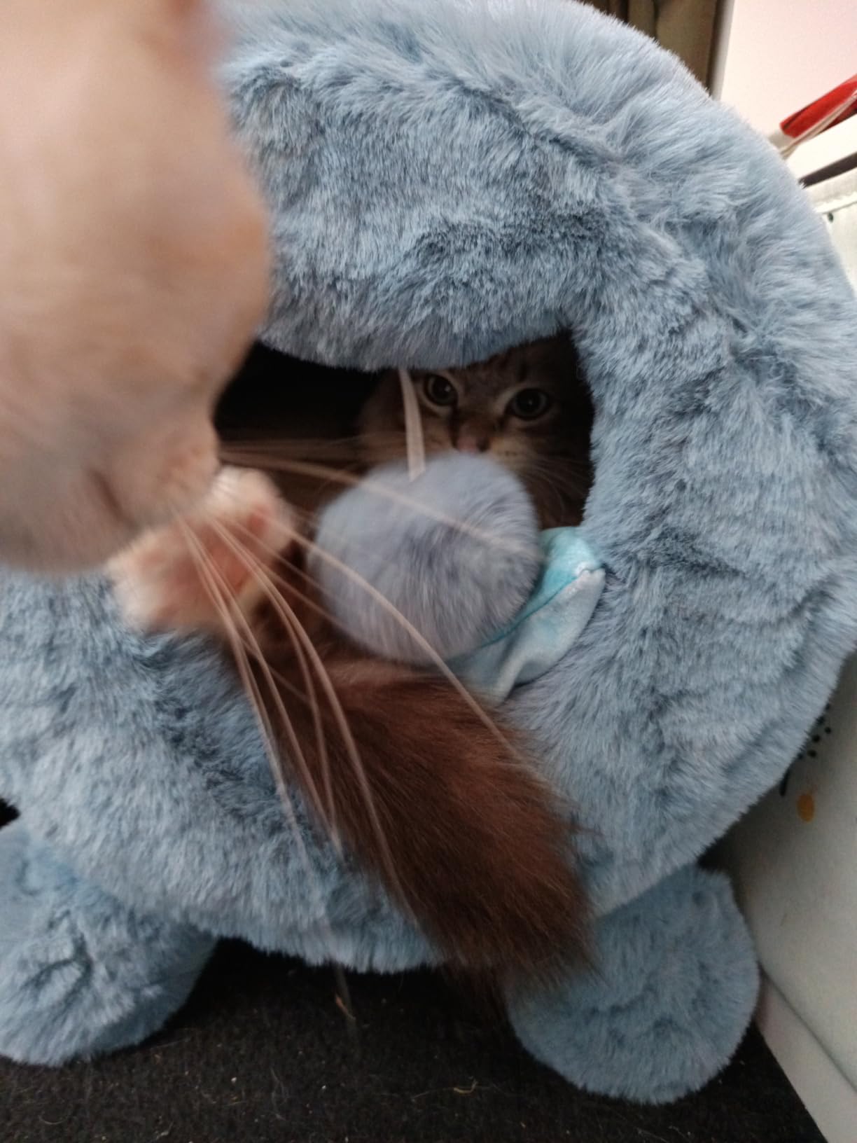 Katze schläft drin