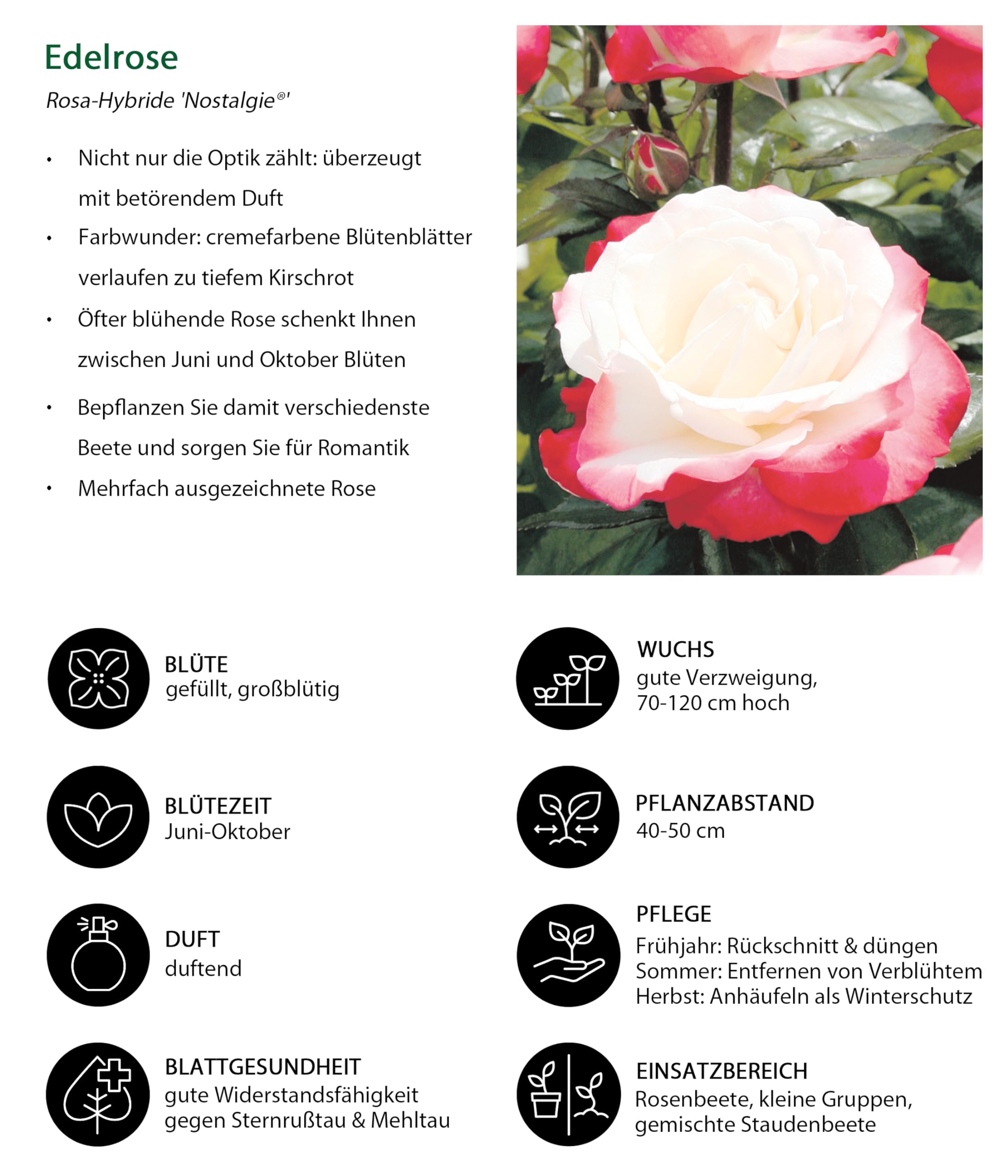 dehner-nostalgie-edelrose-creme-rot-duftend-6-l-topf image 3
