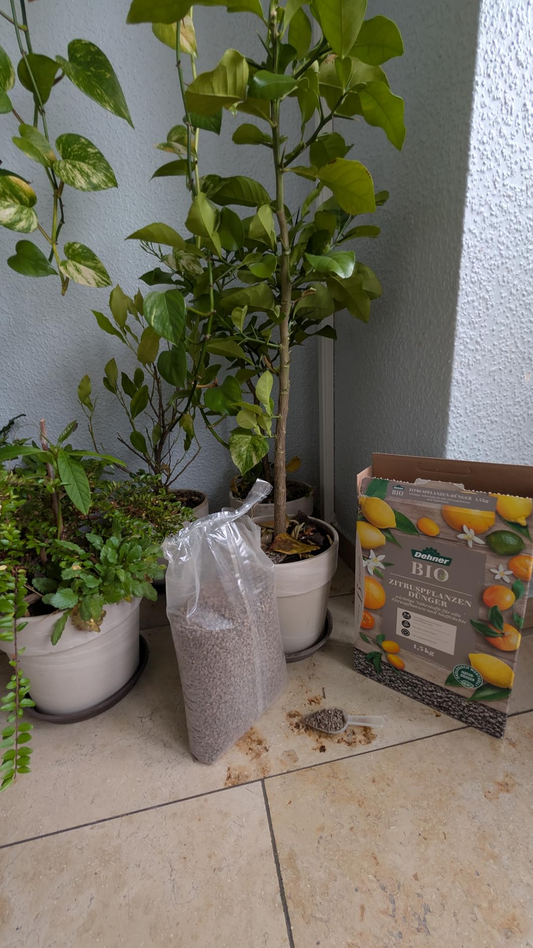Viele Knospen