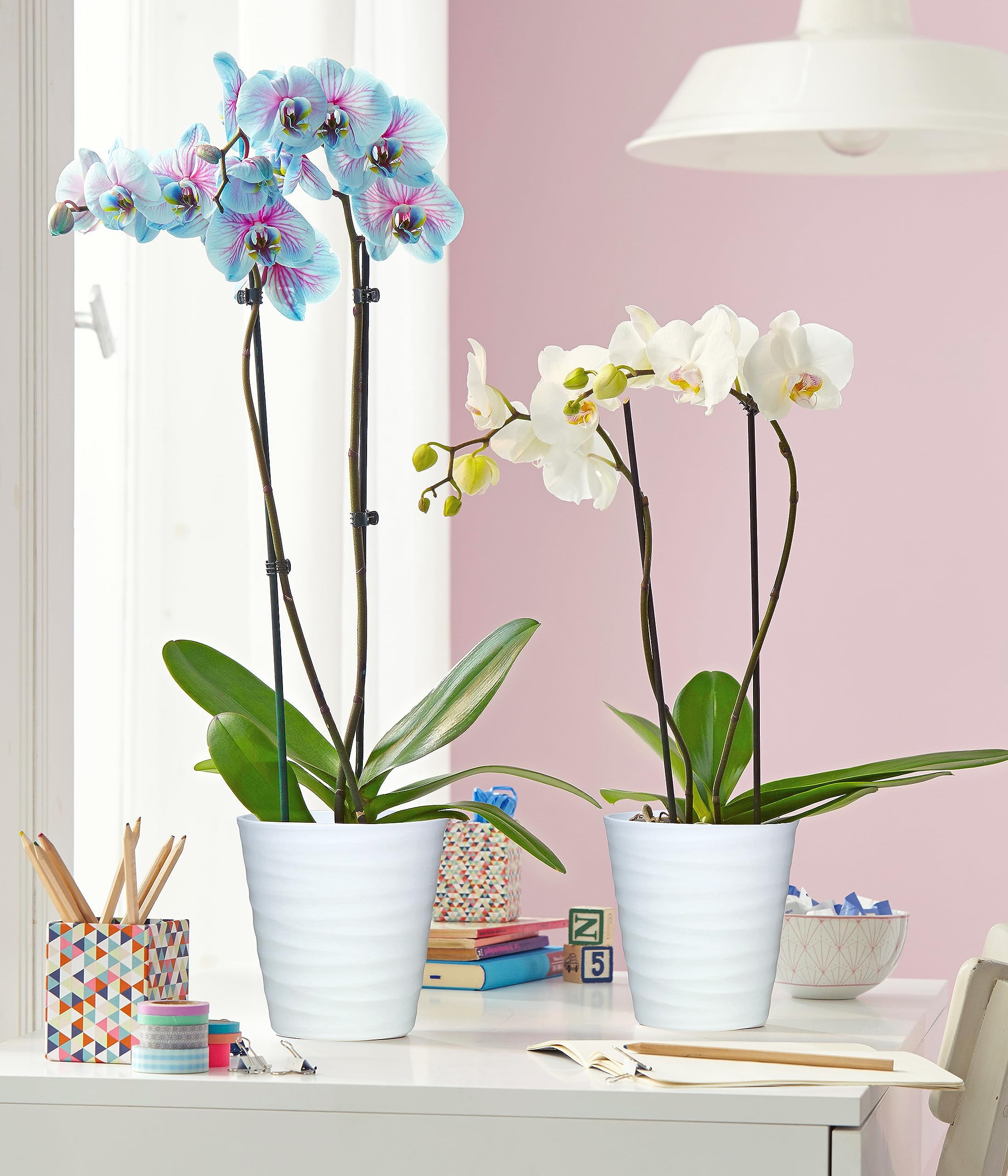 dehner-blue-wonder-schmetterlingsorchidee-hellblau-pink-50-60-cm image 4