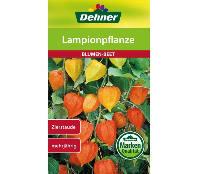 dehner-lampionpflanze-blumensamen-5er-pack-mehrj-hrig image 1