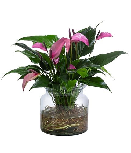 dehner-waterplant-flamingoblume-glas-lila-25cm image 8