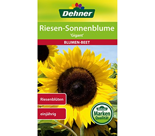 dehner-riesen-sonnenblume-gigant-blumensamen-5er-pack image 4
