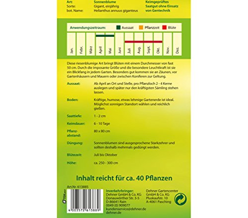 dehner-riesen-sonnenblume-gigant-blumensamen-5er-pack image 5