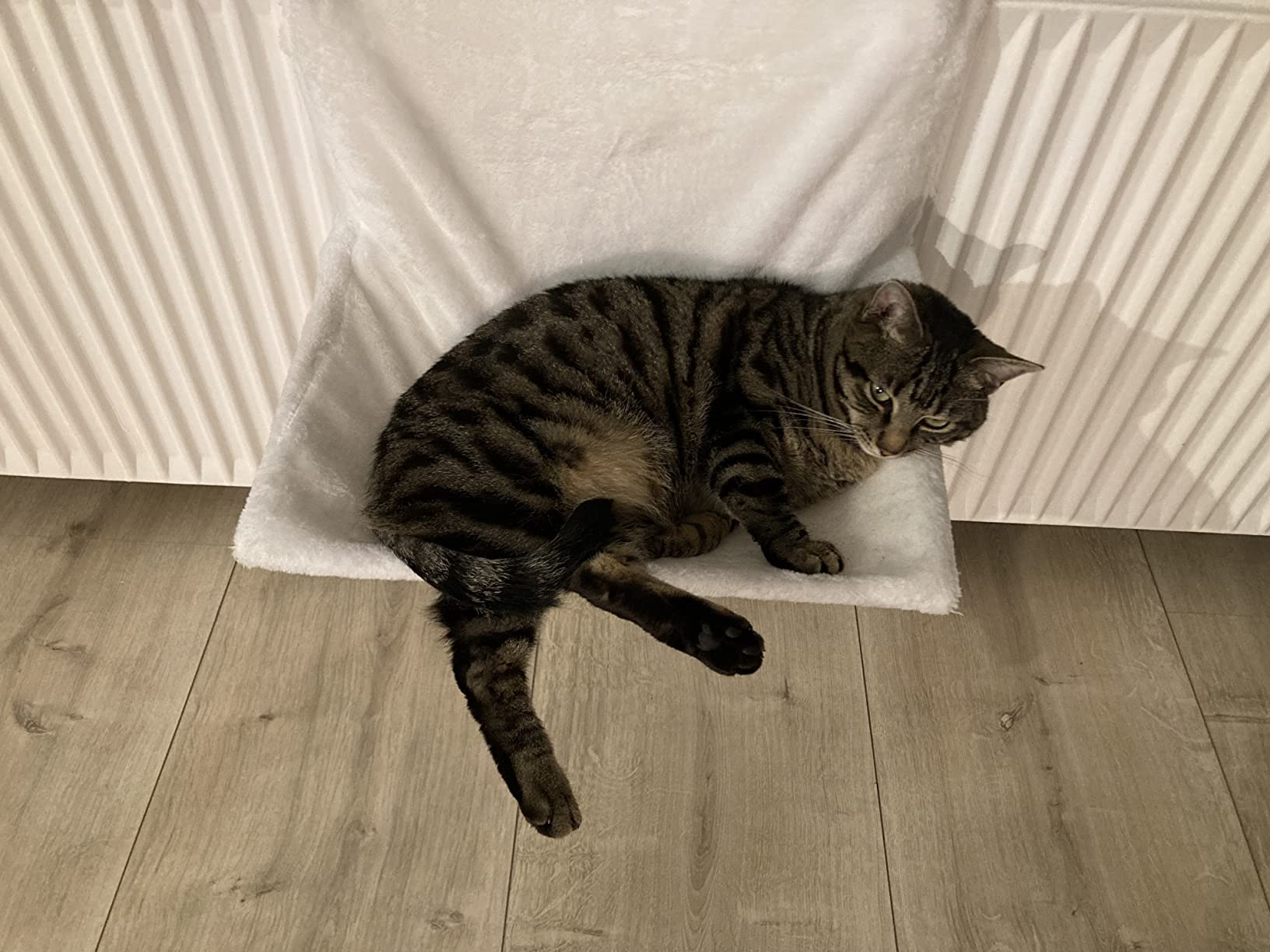 Katze liegt nachmittags darin