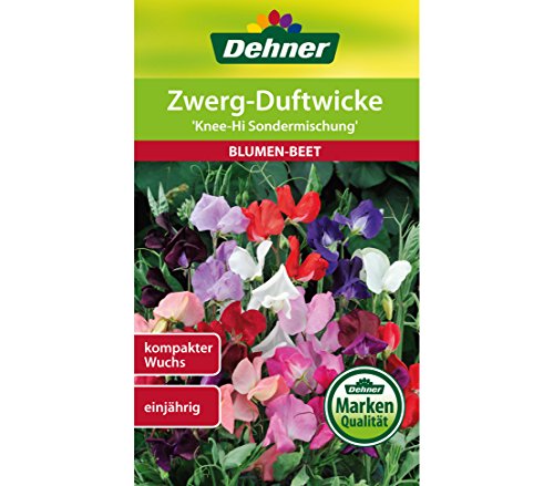 dehner-zwerg-duftwicke-knee-hi-blumensamen-5x4g-kompakt image 3