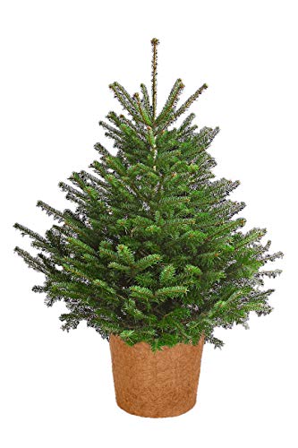 dehner-winterschutz-kokos-topf-bertopf-45-cm-braun image 5