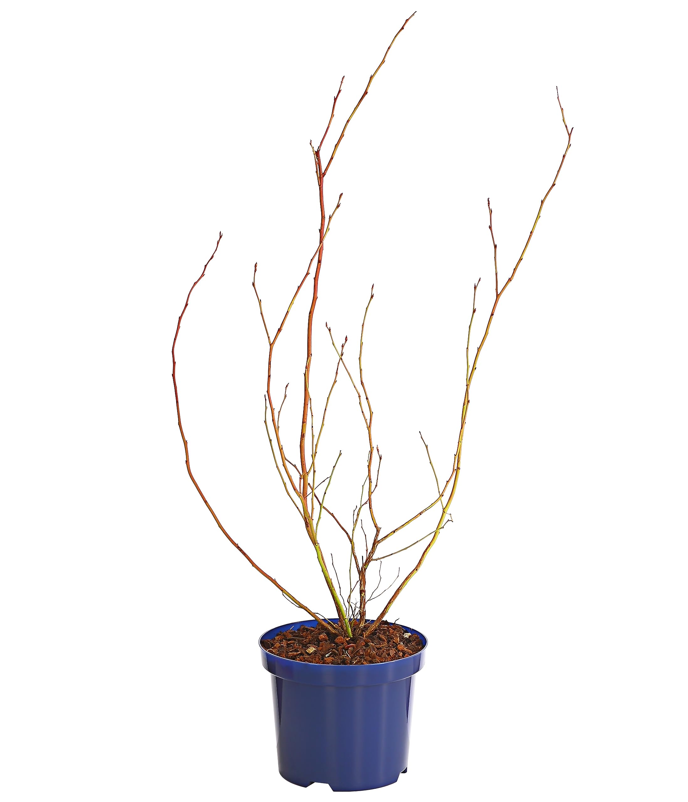 dehner-gourmet-garten-heidelbeere-spartan-beerenstrauch-55-65-cm-3-l image 3