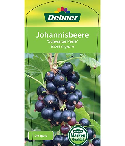 dehner-johannisbeere-schwarze-perle-beerenstrauch-70-80-cm image 7