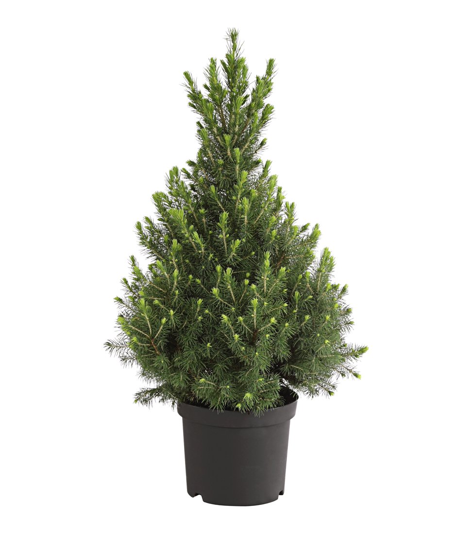 dehner-conica-zuckerhut-fichte-pflanze-50-60-cm-topf-20-cm image 1