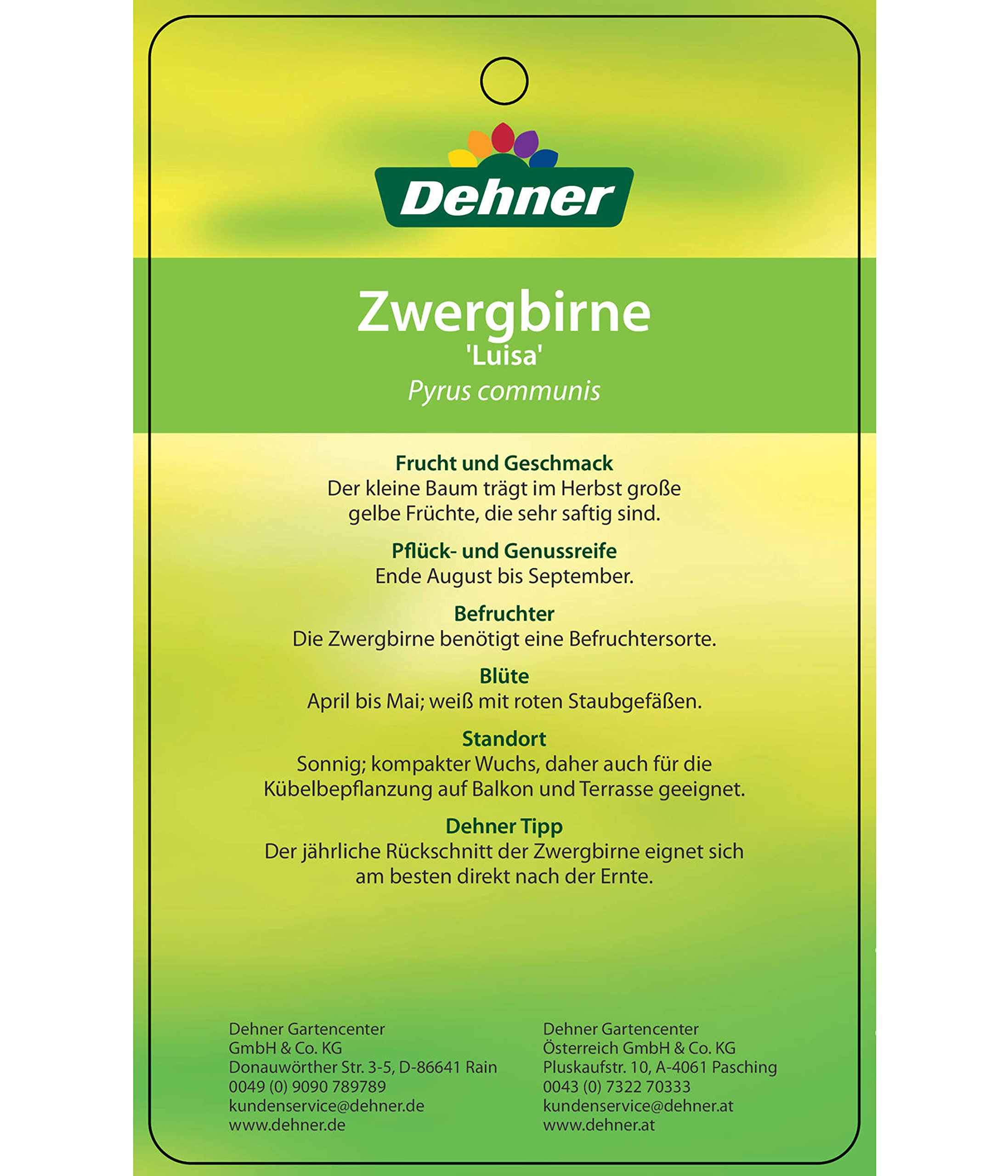 dehner-luisa-zwergbirne-80-90-cm-6-l-saftig-befruchter-n-tig image 5