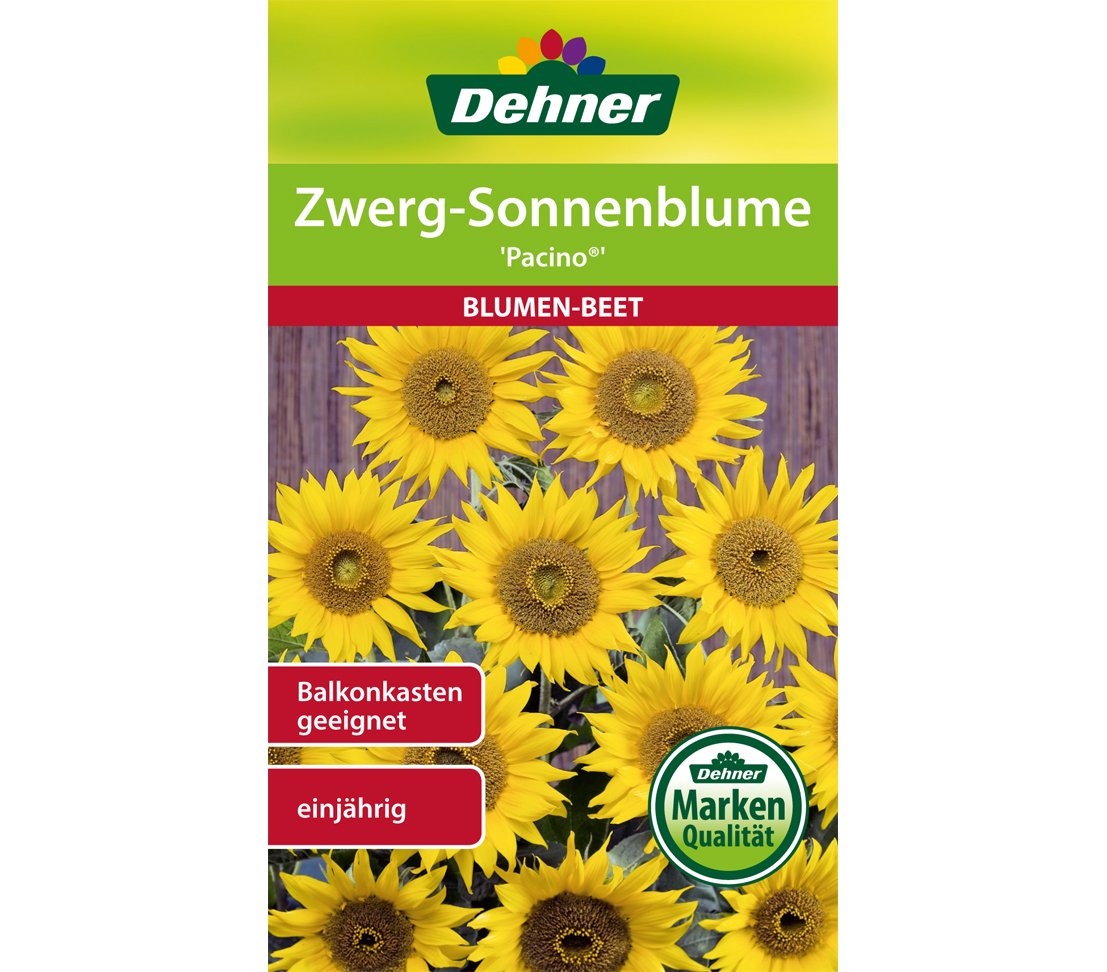 dehner-zwerg-sonnenblume-pacino-blumensaatgut-5x2g-gelb image 1