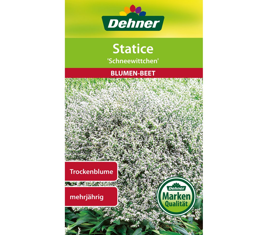 dehner-statice-schneewittchen-blumensamen-5x0-7g-trockenblume image 1