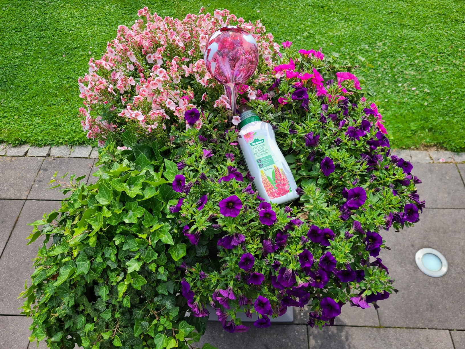 Neue Triebe