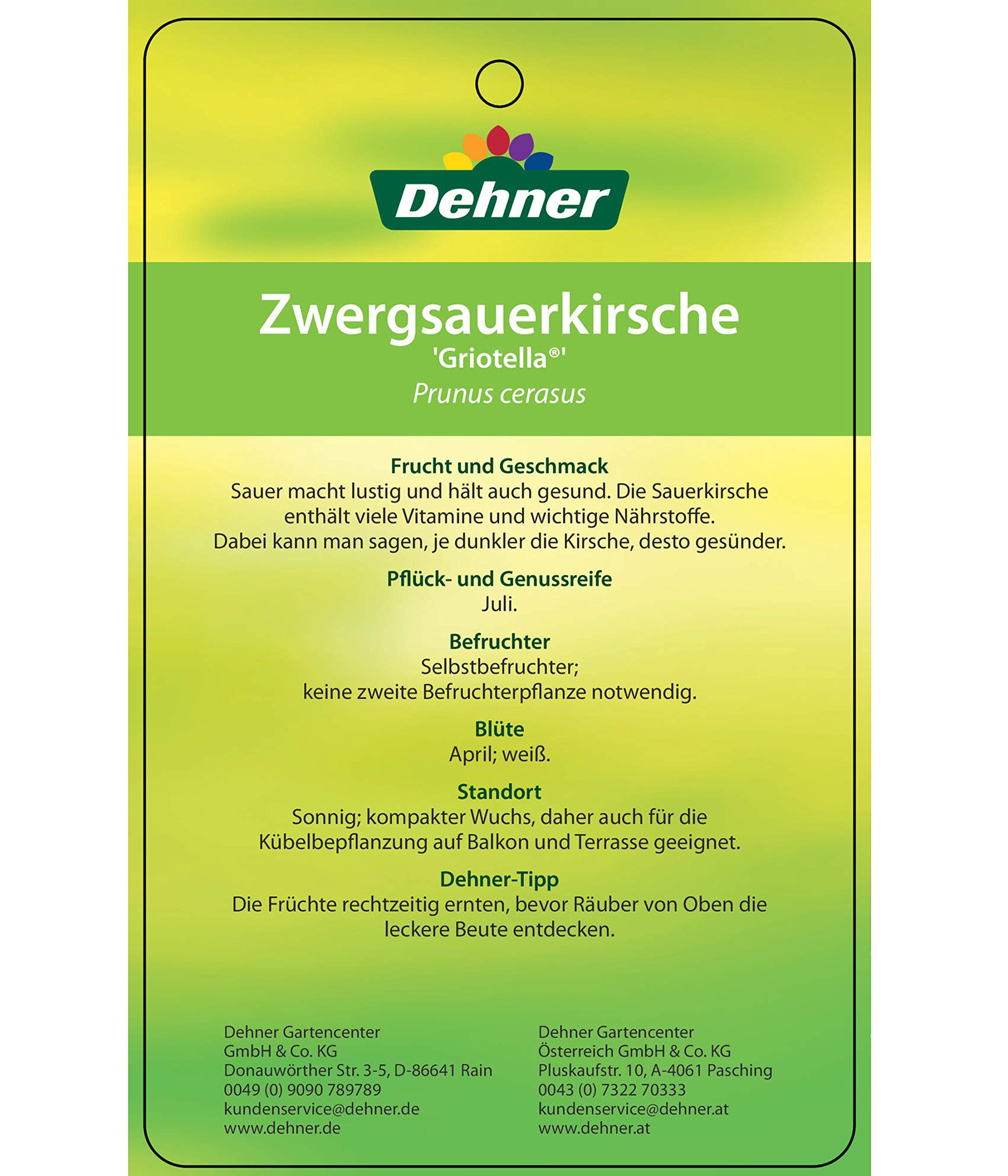 dehner-griotella-zwergkirsche-80-90-cm-6-l-sauer-selbstbefruchtend image 4