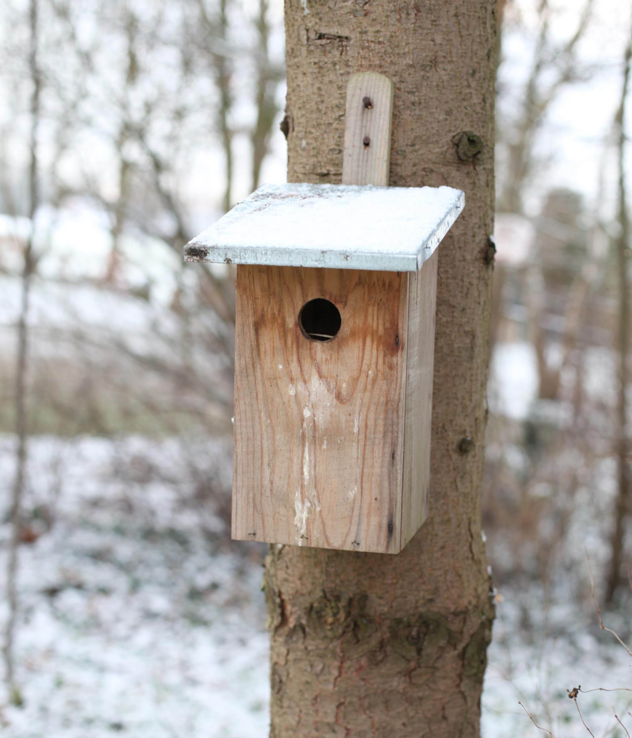 dehner-beobachtungsnistkasten-holz-plexiglas-kohlmeisen-33cm image 6