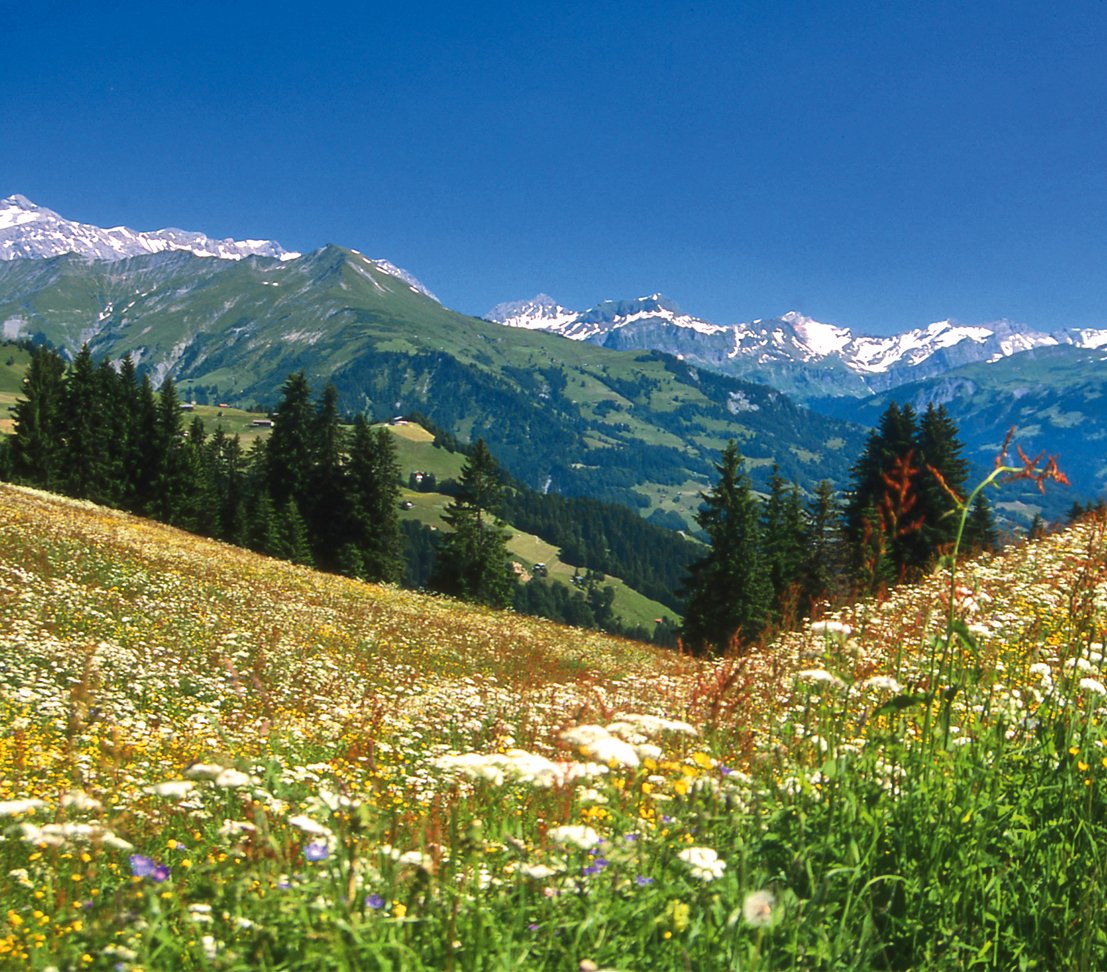 dehner-bio-bergwiesenheu-nagerfutter-3er-pack-3x1-25-kg image 4