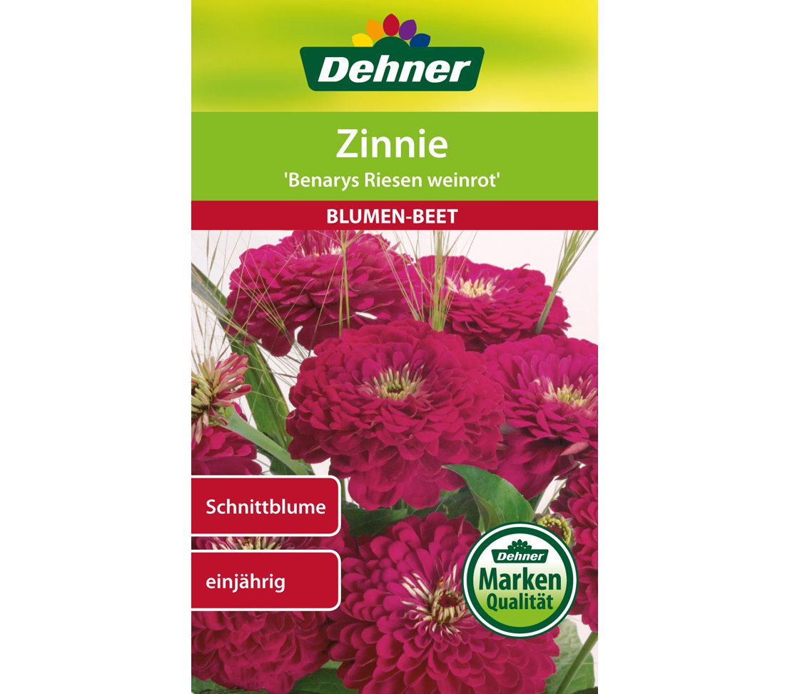 dehner-wild-nature-benarys-riesen-zinnie-samen-weinrot-5er-pack image 1