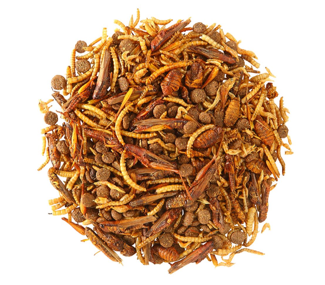 dehner-natura-igel-delikatesse-8x100g-igelfutter-1-5kg image 4