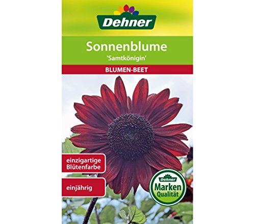 dehner-sonnenblume-samtk-nigin-blumensamen-5er-pack-rostrot image 3