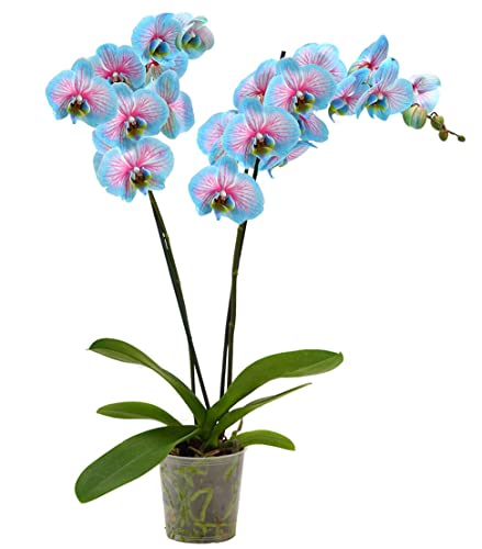 dehner-blue-wonder-schmetterlingsorchidee-hellblau-pink-50-60-cm image 7