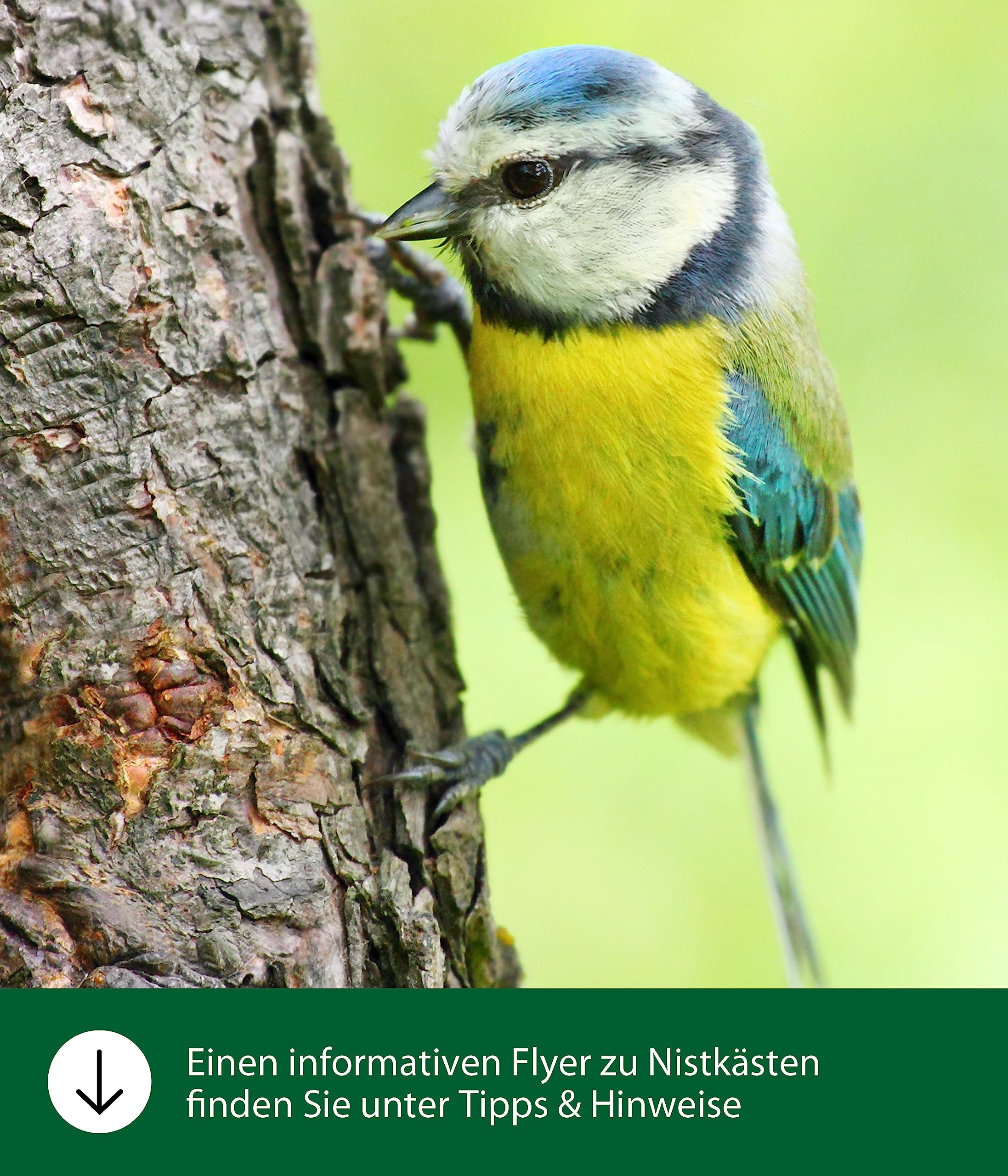 dehner-natura-nistkasten-livorno-32-mm-kiefernholz-blau-vogelnistkasten image 3