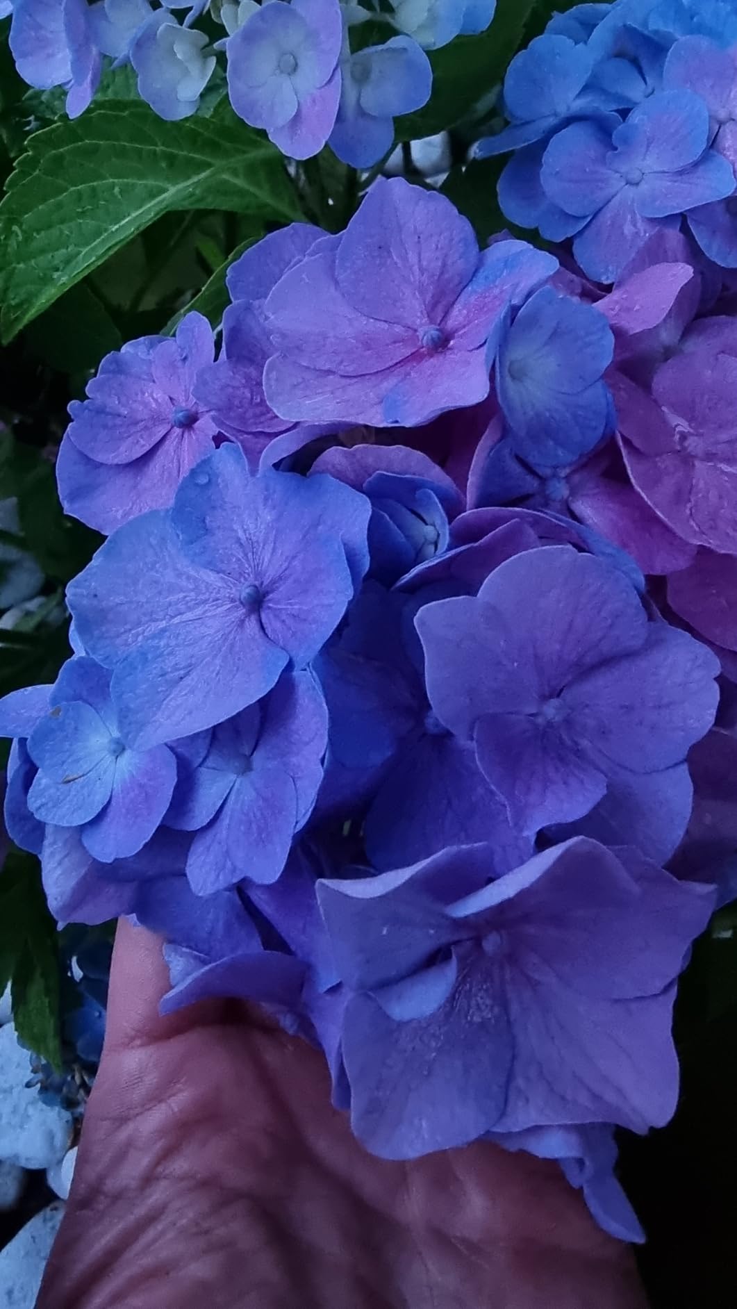 Blüten bleiben blau