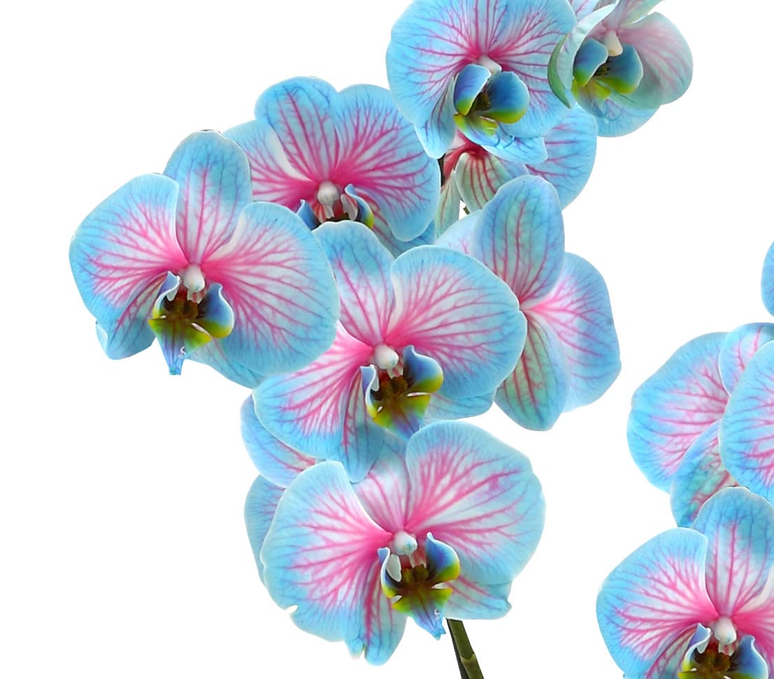 dehner-blue-wonder-schmetterlingsorchidee-hellblau-pink-50-60-cm image 2