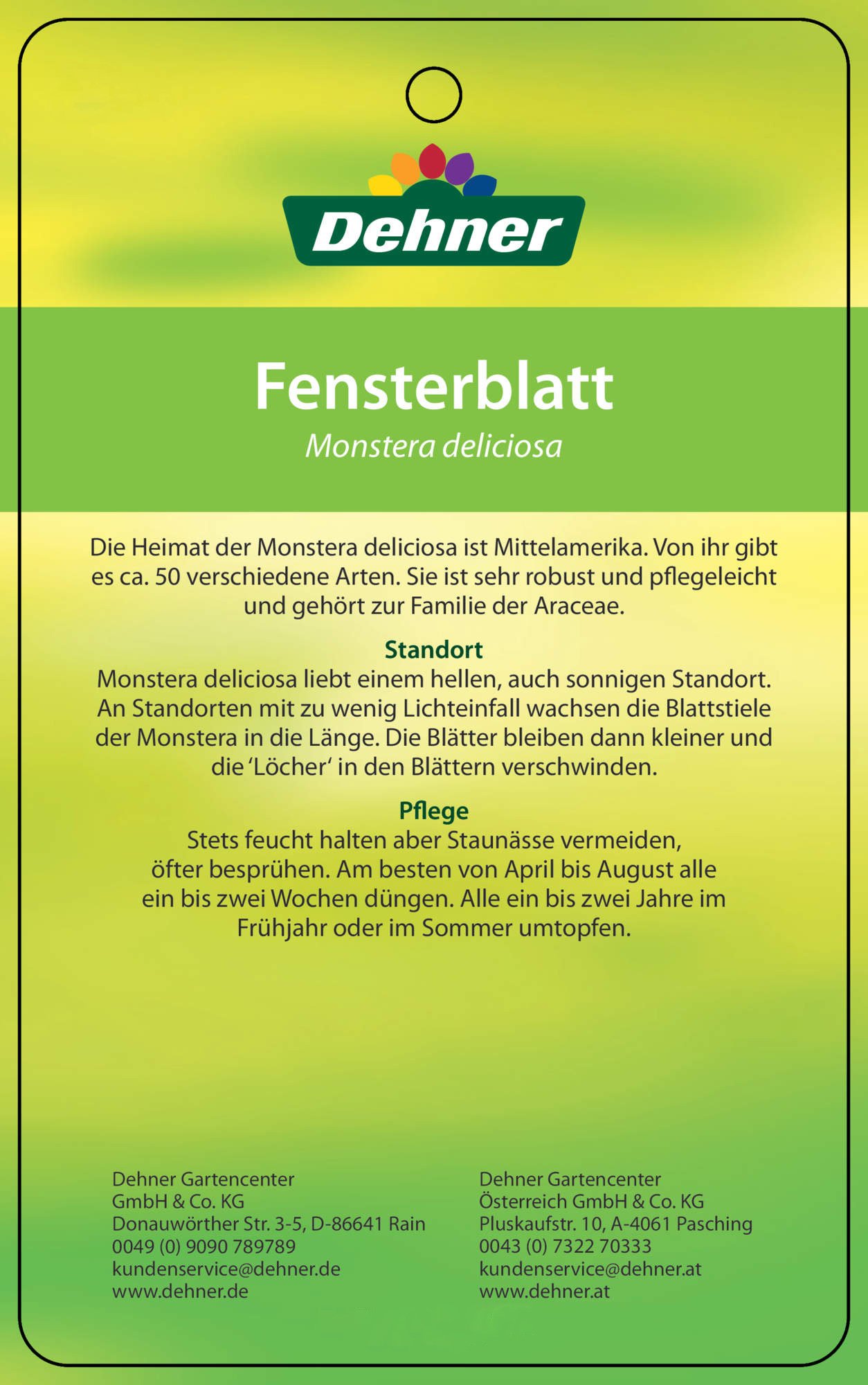 dehner-fensterblatt-monstera-zimmerpflanze-70-80cm-19cm-topf image 4
