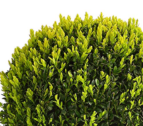 dehner-buchsbaum-kugel-30-cm-5-l-topf-gartenpflanze image 7