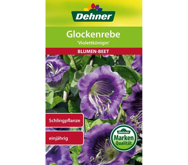 dehner-glockenrebe-violettk-nigin-blumensamen-5x2-5g-einj-hrig image 1