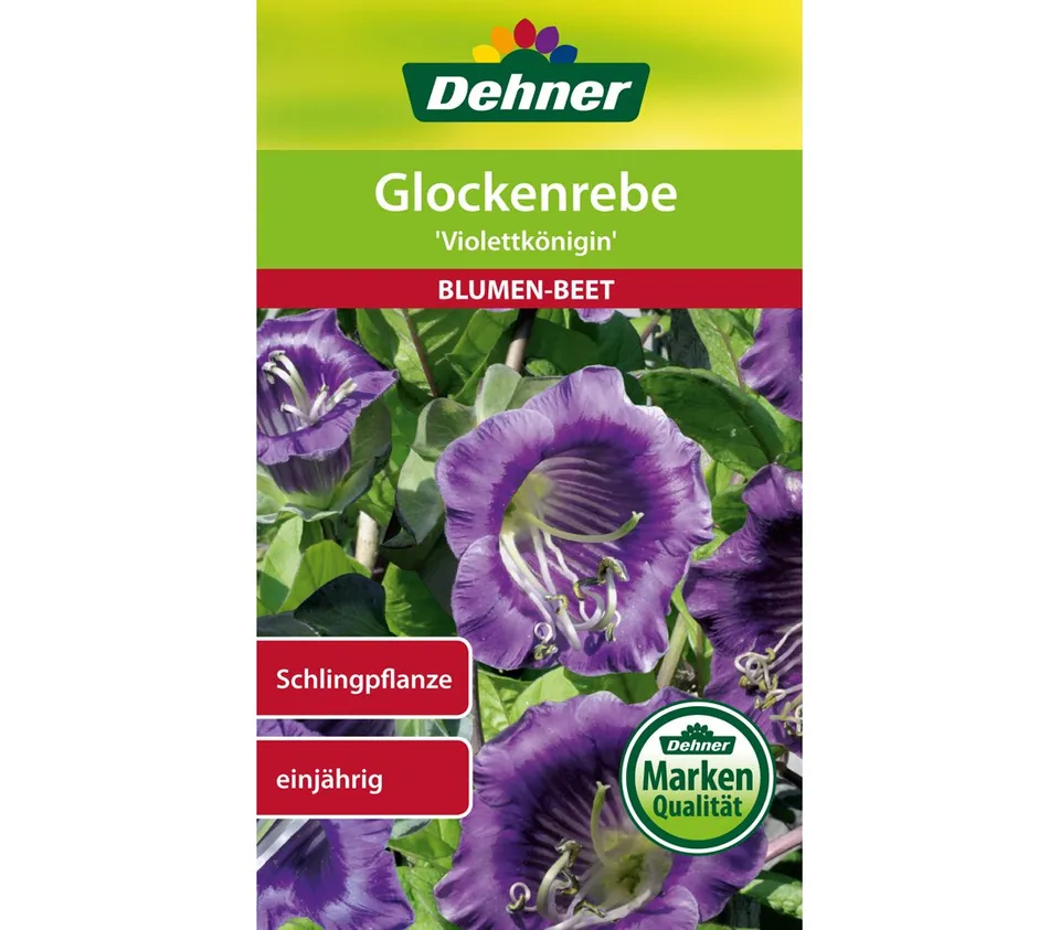 dehner-glockenrebe-violettk-nigin-blumensamen-5x2-5g-einj-hrig image 1