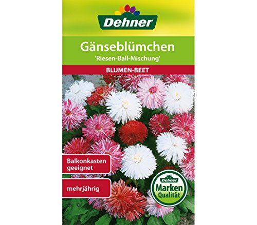 dehner-g-nsebl-mchen-riesen-ball-mischung-samen-5er-pack-mehrj-hrig image 3
