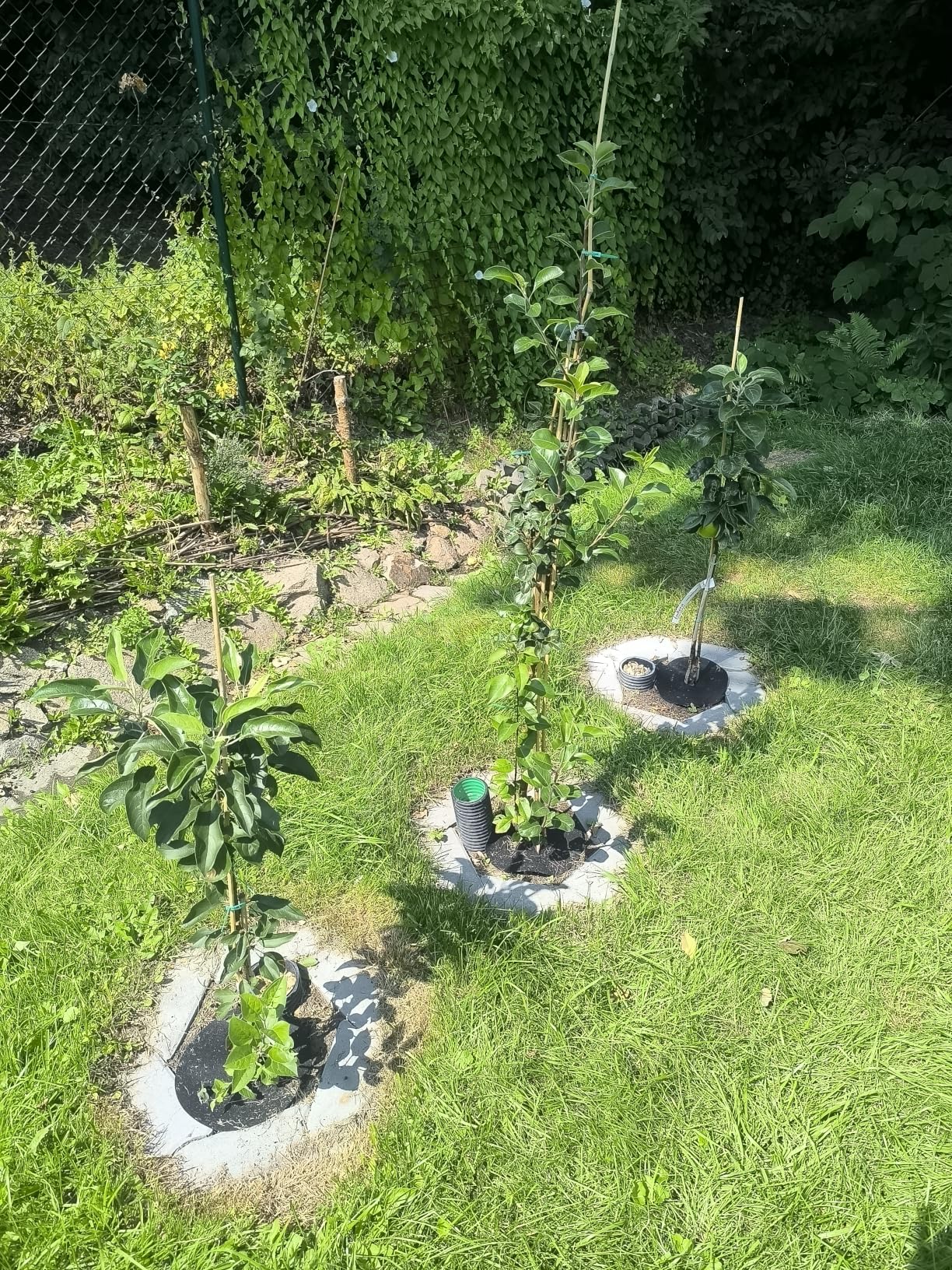 Mehr Früchte