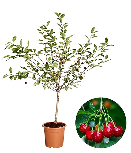 dehner-griotella-zwergkirsche-80-90-cm-6-l-sauer-selbstbefruchtend image 5