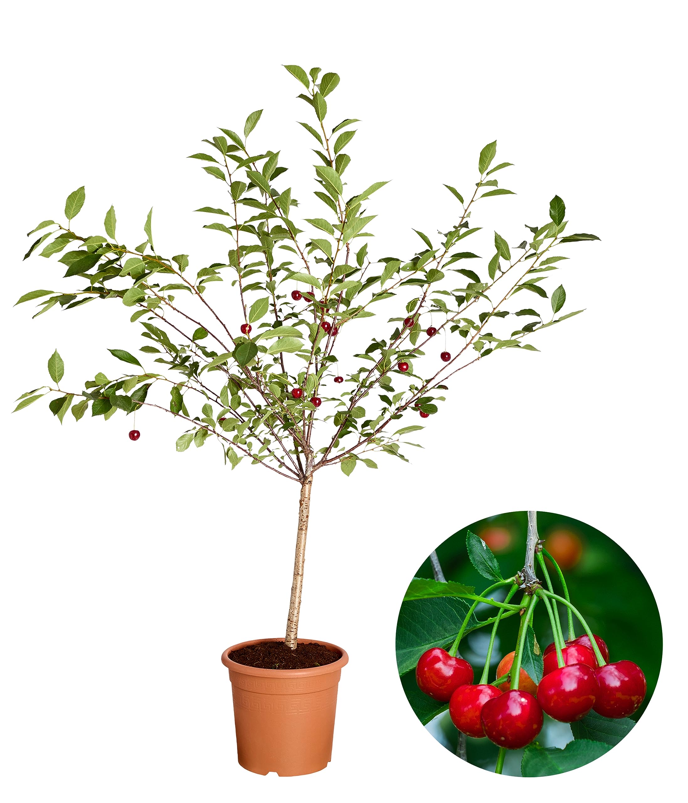dehner-griotella-zwergkirsche-80-90-cm-6-l-sauer-selbstbefruchtend image 1